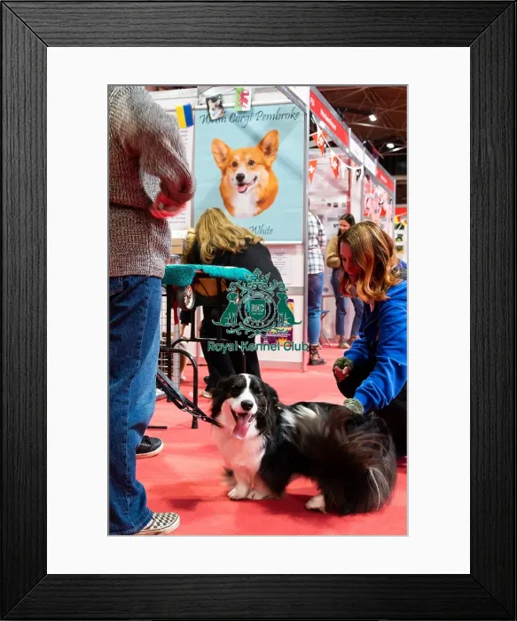 Framed Print : Welsh Corgi (Cardigan) Meeting The Public Discover Dogs Framed Print : Welsh Corgi (Cardigan) Meeting The Public Discover Dogs