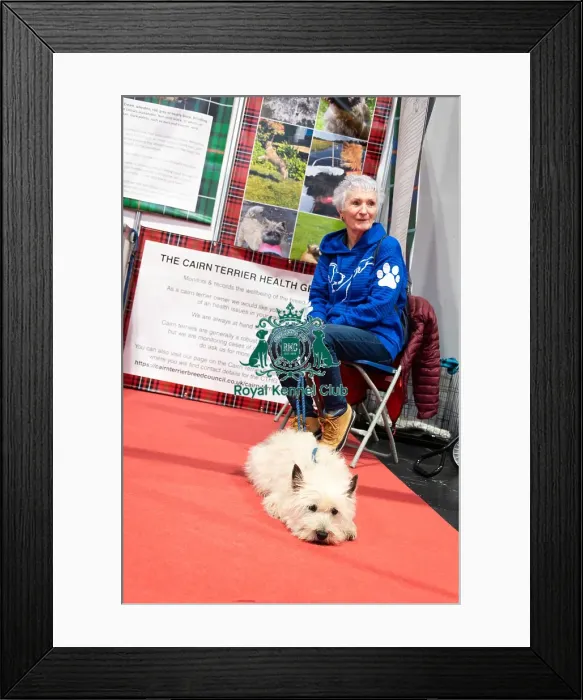 Framed Print : Owner With Her Cairn Terrier Discover Dogs