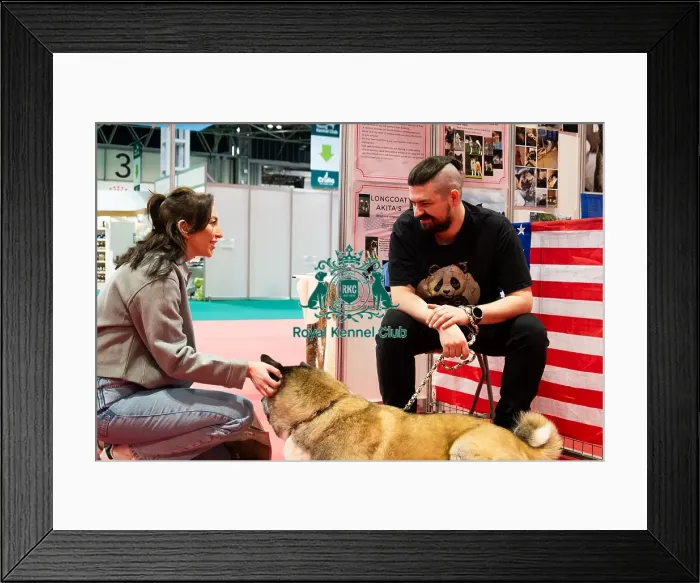 Framed Print : Akita Kimmie Meeting The Public Discover Dogs Framed Print : Akita Kimmie Meeting The Public Discover Dogs