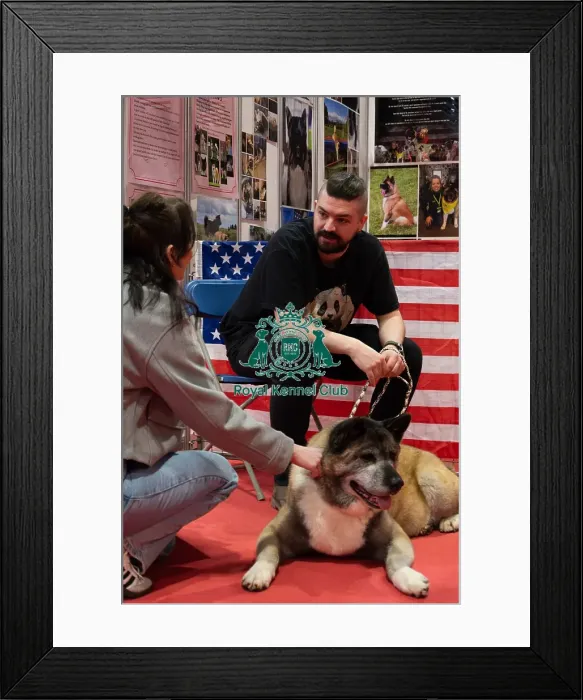 Framed Print : Akita Kimmie Meeting The Public Discover Dogs Framed Print : Akita Kimmie Meeting The Public Discover Dogs