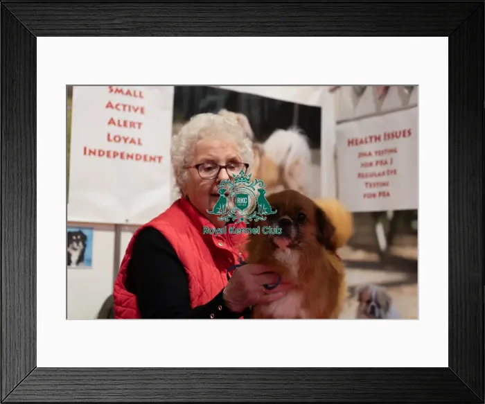 Framed Print : Tibetan Spaniel Minnie With Owner Discover Dogs Framed Print : Tibetan Spaniel Minnie With Owner Discover Dogs