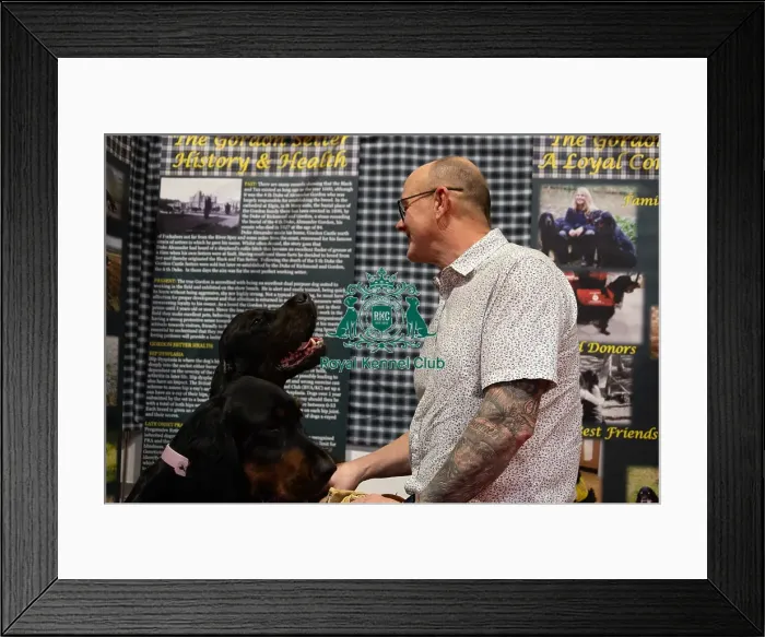 Framed Print : Gordon Setters With Owner Keith Whiting Discover Dogs Framed Print : Gordon Setters With Owner Keith Whiting Discover Dogs