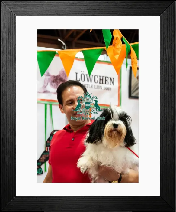 Framed Print : Lowchen Blossom With Owner Hessler Discover Dogs Framed Print : Lowchen Blossom With Owner Hessler Discover Dogs