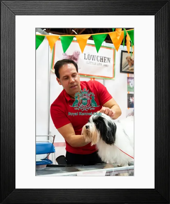 Framed Print : Lowchen Blossom With Owner Hessler Discover Dogs Framed Print : Lowchen Blossom With Owner Hessler Discover Dogs