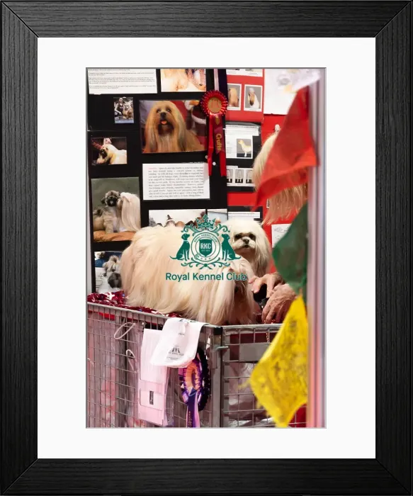 Framed Print : Lhasa Apso's Being Groomed Discover Dogs Lhasa Apso's Being Groomed Discover Dogs Framed Print : Lhasa Apso's Being Groomed Discover Dogs Lhasa Apso's Being Groomed Discover Dogs