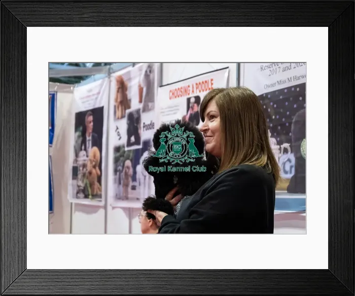 Framed Print : Toy Poodle With Owner Discover Dogs Framed Print : Toy Poodle With Owner Discover Dogs