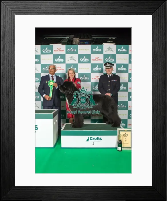 Framed Print : Working Group winner 2nd placement 2025 Framed Print : Working Group winner 2nd placement 2025
