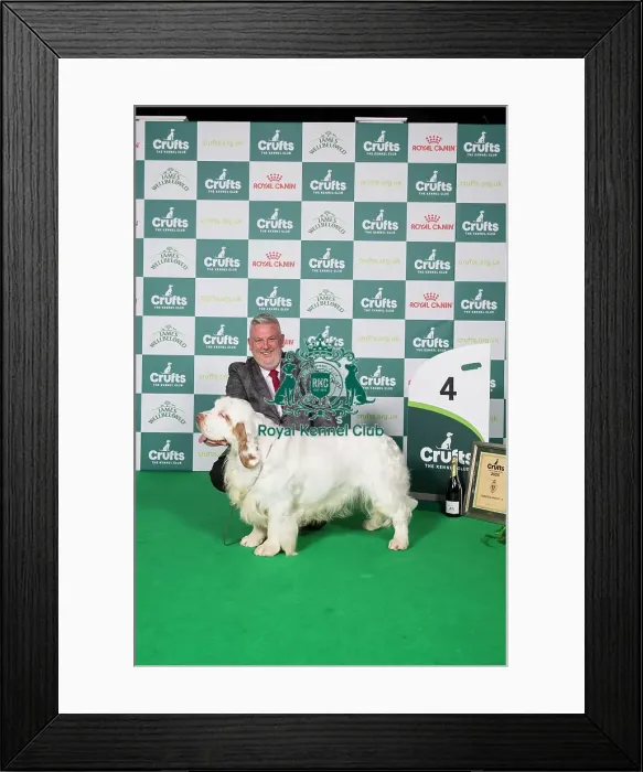 Framed Print : Gundog Group 4 Clumber Spaniel