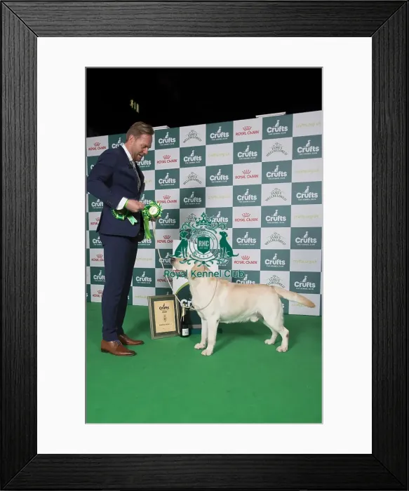 Framed Print : Gundog Group 3 Labrador Framed Print : Gundog Group 3 Labrador