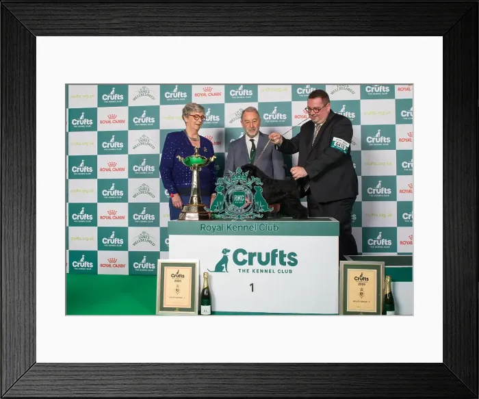 Framed Print : Best in Utility Group winner Framed Print : Best in Utility Group winner