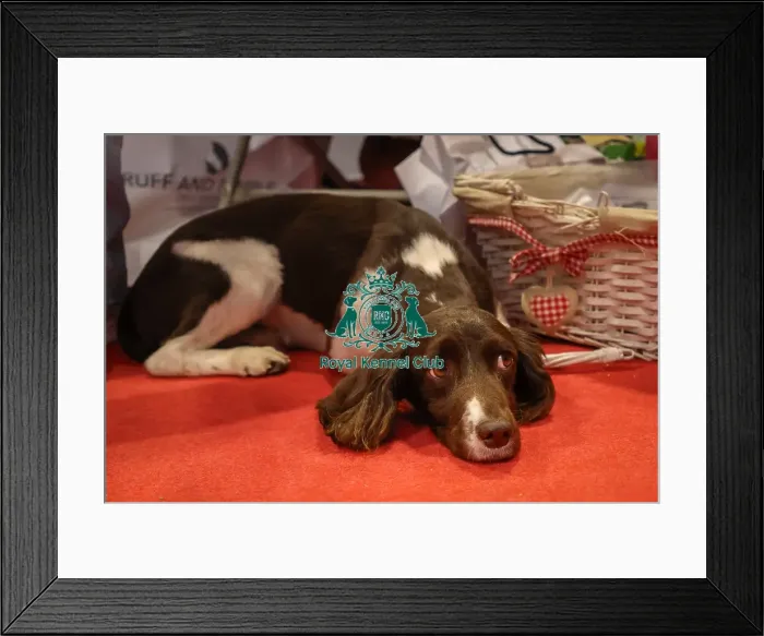 Framed Print : English Springer Spaniel at Discover Dogs Framed Print : English Springer Spaniel at Discover Dogs