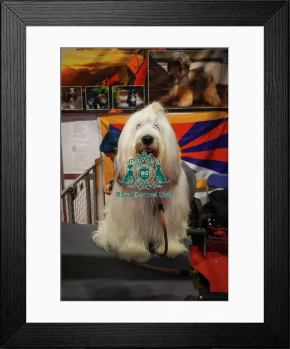 Framed Print : Tibetan Terrier at Discover Dogs