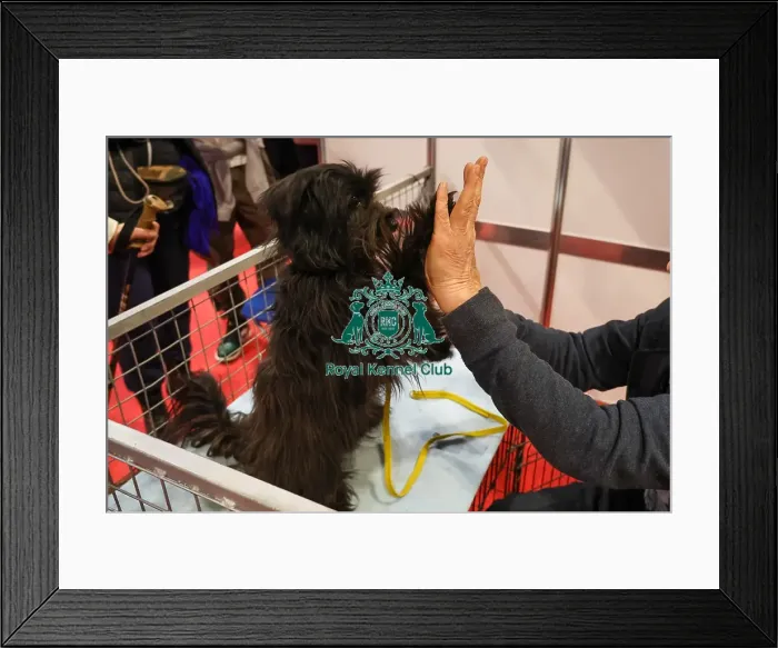 Framed Print : Pyrenean Sheepdog long haired Framed Print : Pyrenean Sheepdog long haired