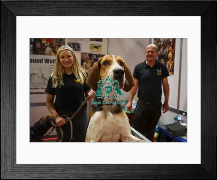 Framed Print : Foxhound and handlers Discover Dogs Framed Print : Foxhound and handlers Discover Dogs