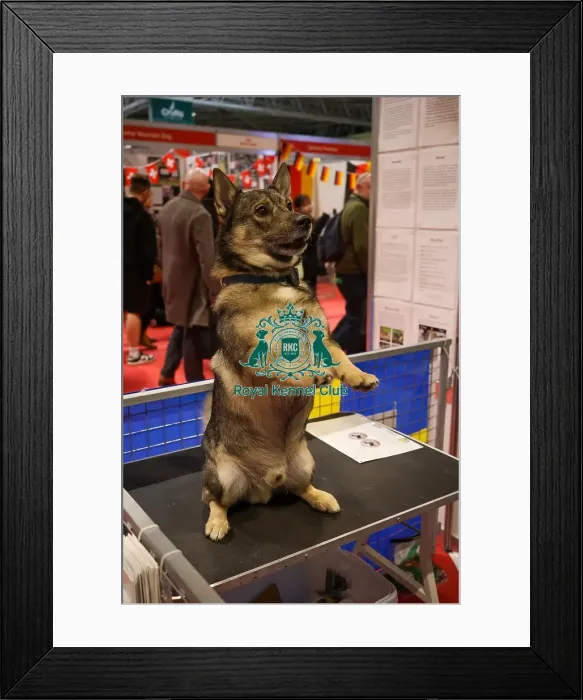 Framed Print : Swedish Vallhund at Discover Dogs Framed Print : Swedish Vallhund at Discover Dogs