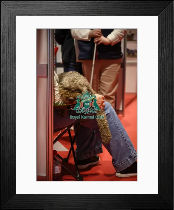 Framed Print : Lagotto Romagnolo resting Framed Print : Lagotto Romagnolo resting