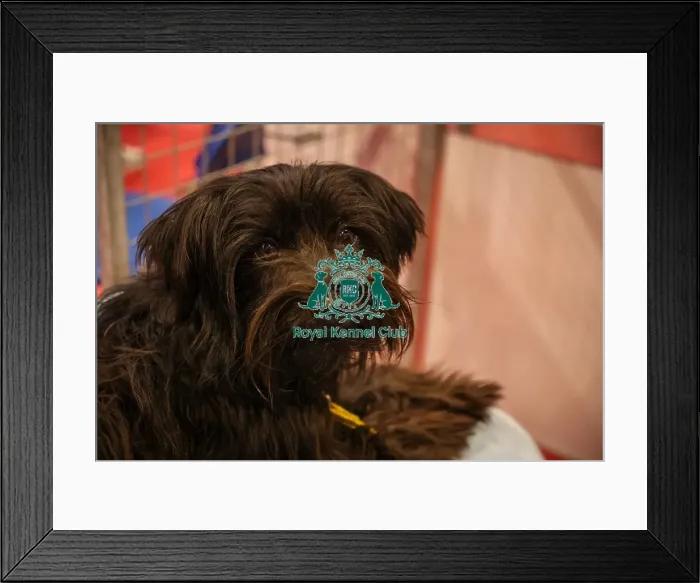 Framed Print : Pyrenean Sheepdog long haired Framed Print : Pyrenean Sheepdog long haired