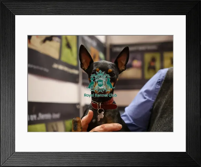 Framed Print : English Toy Terrier and owner Discover Dogs Framed Print : English Toy Terrier and owner Discover Dogs