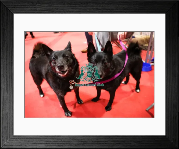 Framed Print : Norwegian Buhunds at Discover Dogs Framed Print : Norwegian Buhunds at Discover Dogs