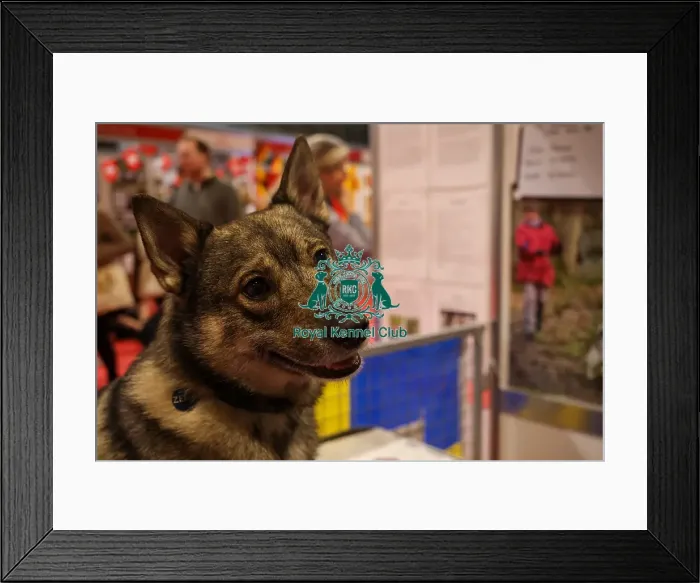 Framed Print : Swedish Vallhund at Discover Dogs
