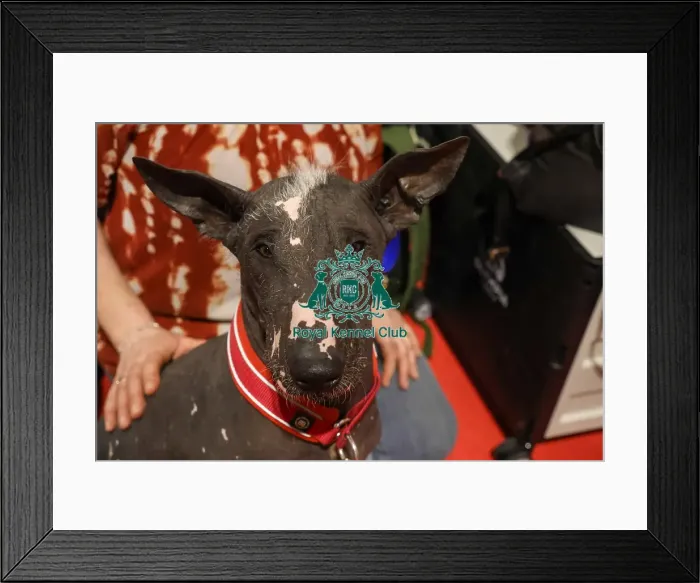 Framed Print : Xoloitzcuintle Mexican Hairless at Discover Dogs Framed Print : Xoloitzcuintle Mexican Hairless at Discover Dogs