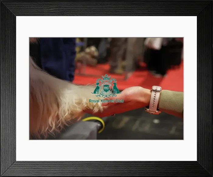 Framed Print : Tibetan Terrier at Discover Dogs
