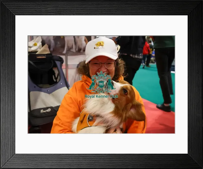 Framed Print : Kooikerhondje with owner at Discover Dogs Framed Print : Kooikerhondje with owner at Discover Dogs