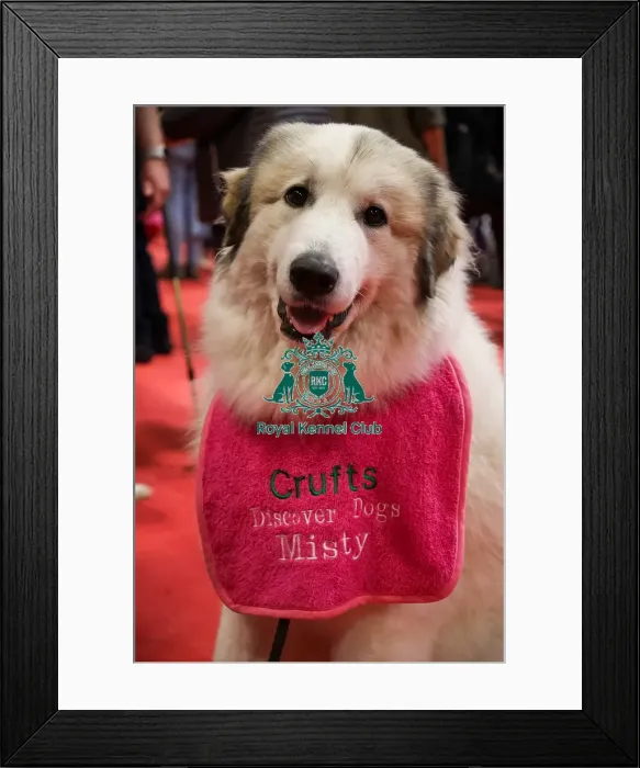 Framed Print : Pyrenean Mountain Dog at Discover Dogs