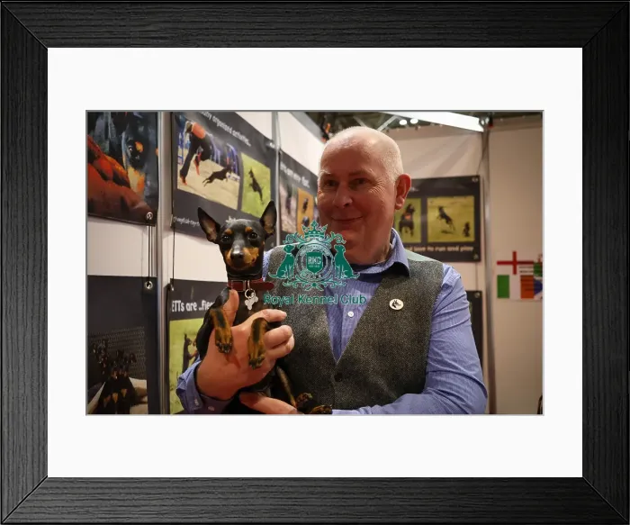 Framed Print : English Toy Terrier and owner Framed Print : English Toy Terrier and owner