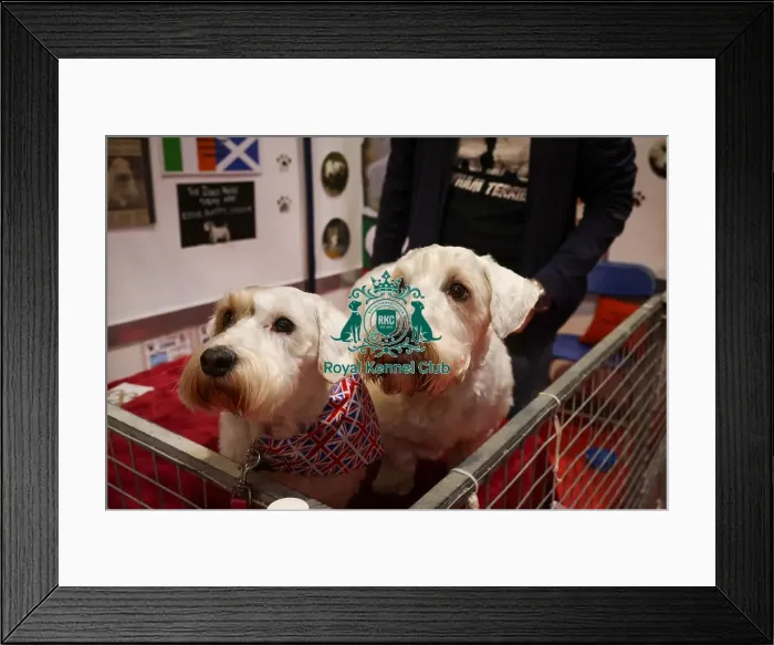 Framed Print : Sealyham Terriers at Discover Dogs Framed Print : Sealyham Terriers at Discover Dogs