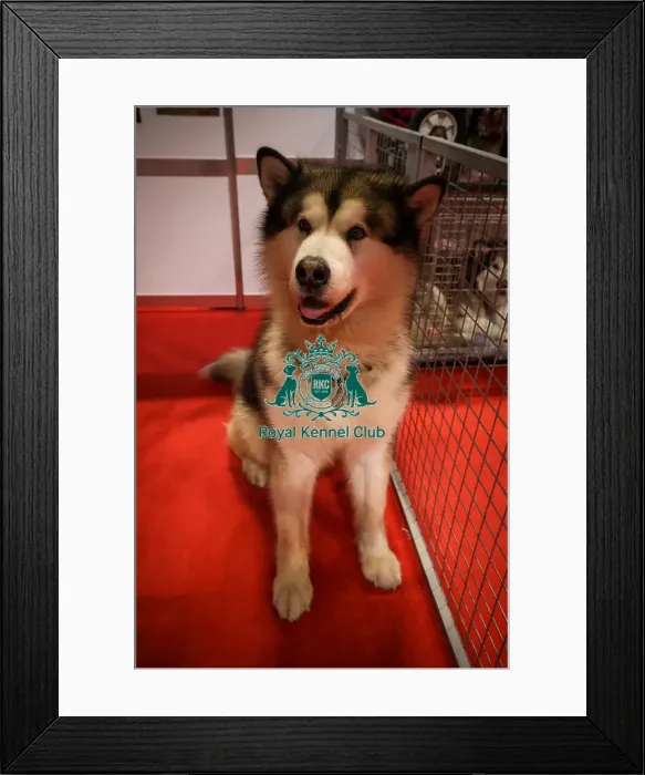 Framed Print : Alaskan Malamute at Discover Dogs Framed Print : Alaskan Malamute at Discover Dogs