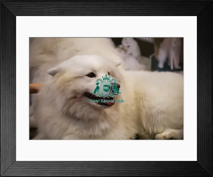 Framed Print : Samoyed Discover Dogs