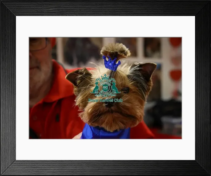 Framed Print : Yorkshire terrier at Discover dogs with owner Framed Print : Yorkshire terrier at Discover dogs with owner