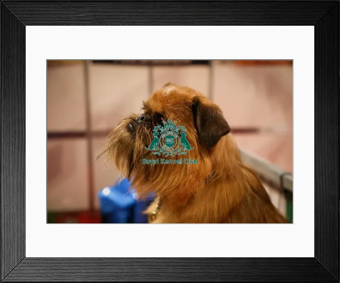 Framed Print : Griffon Bruxellois at Discover Dogs Framed Print : Griffon Bruxellois at Discover Dogs