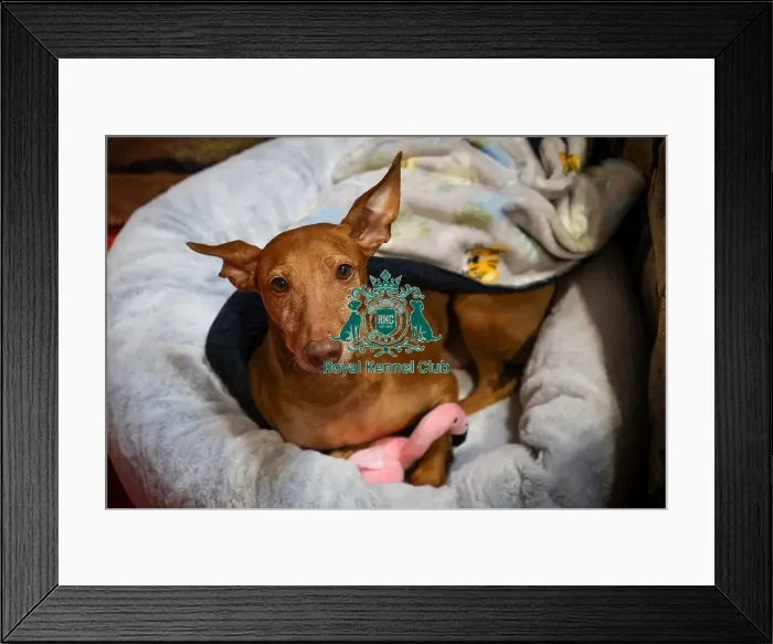 Framed Print : Cirneco dell'Etna Discover Dogs Cirneco dell'Etna Discover Dogs Framed Print : Cirneco dell'Etna Discover Dogs Cirneco dell'Etna Discover Dogs