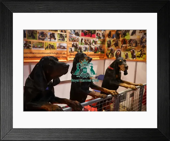 Framed Print : Three Black and Tan Coonhounds Discover Dogs Framed Print : Three Black and Tan Coonhounds Discover Dogs