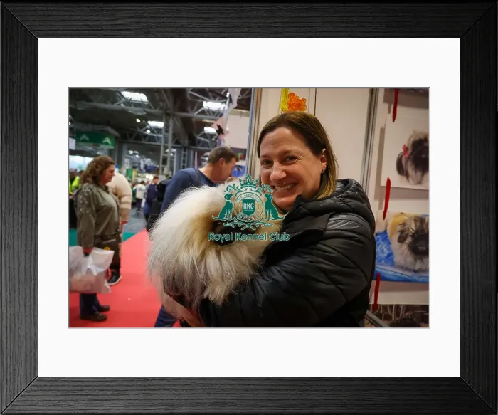 Framed Print : Pekingese at Discover Dogs Framed Print : Pekingese at Discover Dogs