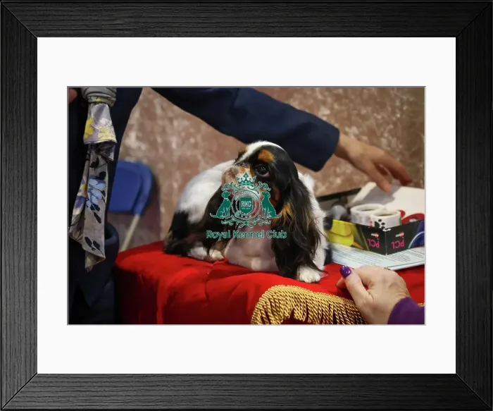 Framed Print : King Charles Spaniel at Discover Dogs Framed Print : King Charles Spaniel at Discover Dogs