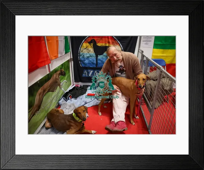 Framed Print : Azawakhs with owner in Discover Dogs Framed Print : Azawakhs with owner in Discover Dogs