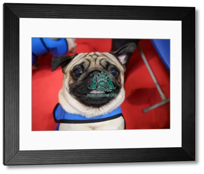 Framed Print : Pug at Discover Dogs Framed Print : Pug at Discover Dogs