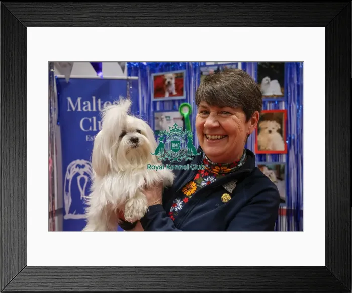 Framed Print : Maltese with owner at Discover Dogs Framed Print : Maltese with owner at Discover Dogs