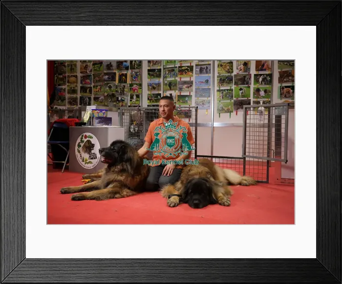 Framed Print : Leonberger at Discover Dogs Framed Print : Leonberger at Discover Dogs