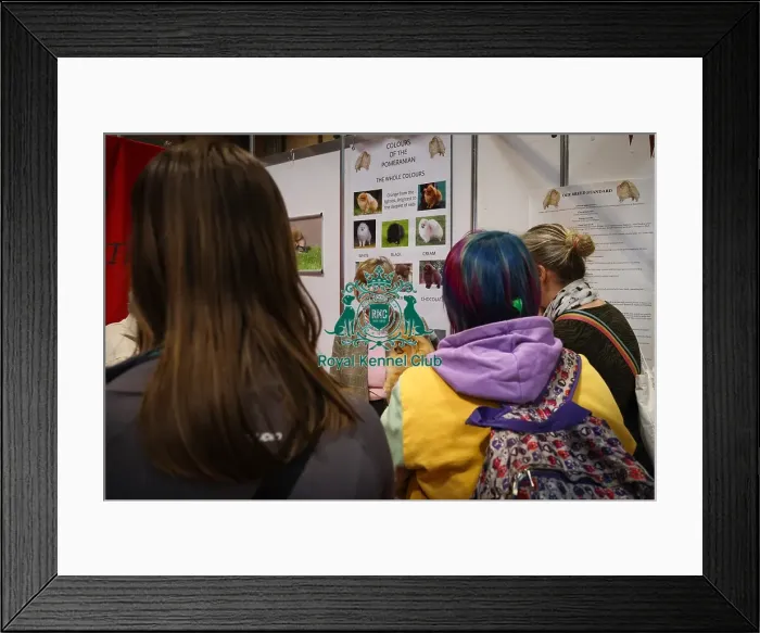 Framed Print : Pomeranian at Discover Dogs with owner Framed Print : Pomeranian at Discover Dogs with owner