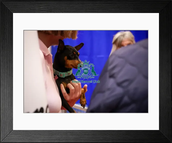Framed Print : Miniature Pinscher Discover Dogs Framed Print : Miniature Pinscher Discover Dogs