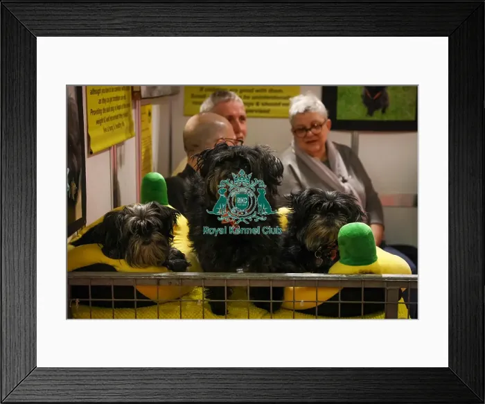 Framed Print : Affenpinschers at Discover Dogs