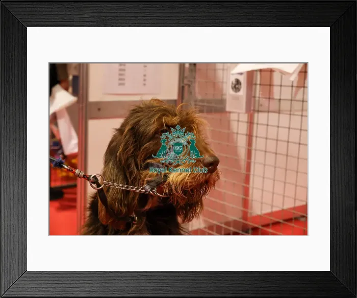 Framed Print : Otterhound at Discover Dogs Framed Print : Otterhound at Discover Dogs