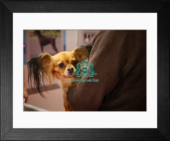Framed Print : Russian Toy at Discover Dogs Framed Print : Russian Toy at Discover Dogs