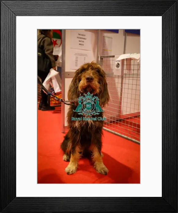 Framed Print : Otterhound at Discover Dogs Framed Print : Otterhound at Discover Dogs
