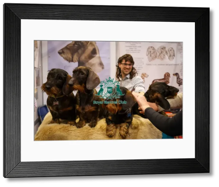 Framed Print : DauchsDachshund (Miniature Wire Haired) at Discover Dogs Framed Print : DauchsDachshund (Miniature Wire Haired) at Discover Dogs