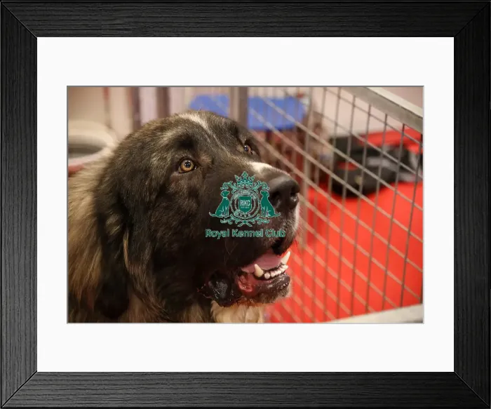 Framed Print : Pyrenean Mastiff Discover Dogs Framed Print : Pyrenean Mastiff Discover Dogs